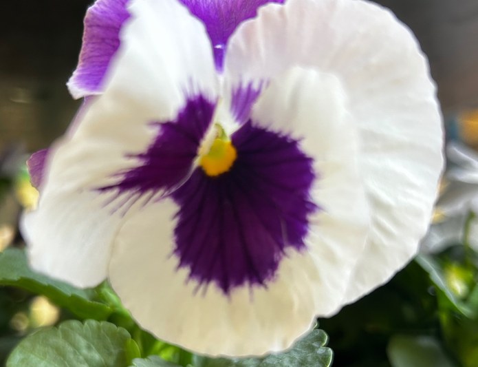 Viola del pensiero fiore grande Bicolore bianco viola