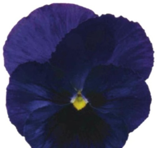 Viola del pensiero fiore grande Blu occhio