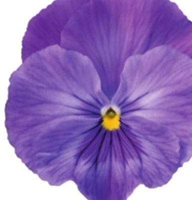 Viola del pensiero fiore grande Lavanda