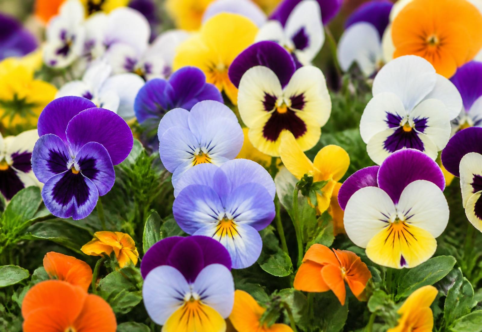 Viole del pensiero di tanti colori in fioritura nel vivaio Floricoltura Sala Angelo a Pontevico (BS)