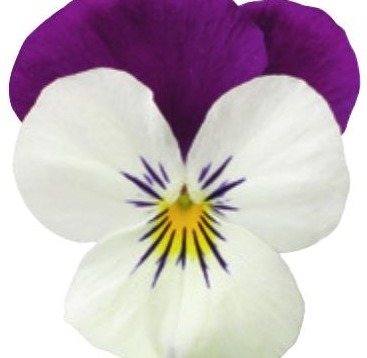 Viola del pensiero fiore piccolo Bicolore bianco viola