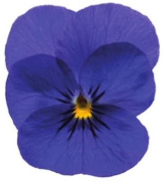 Viola del pensiero fiore piccolo Blu