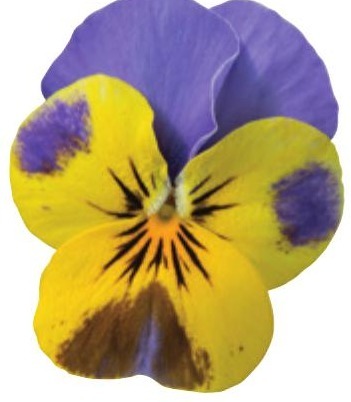 Viola del pensiero fiore piccolo Bicolore giallo blu