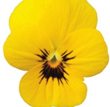 Viola del pensiero fiore piccolo Giallo occhio