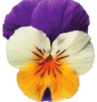 Viola del pensiero fiore piccolo Bicolore giallo pesca