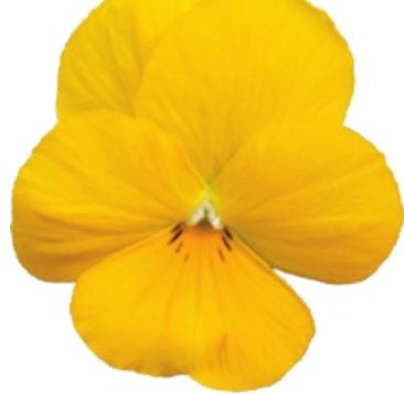 Viola del pensiero fiore piccolo Giallo puro