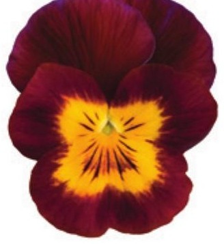 Viola del pensiero fiore piccolo Bicolore giallo rosso