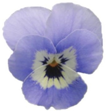 Viola del pensiero fiore piccolo Marina
