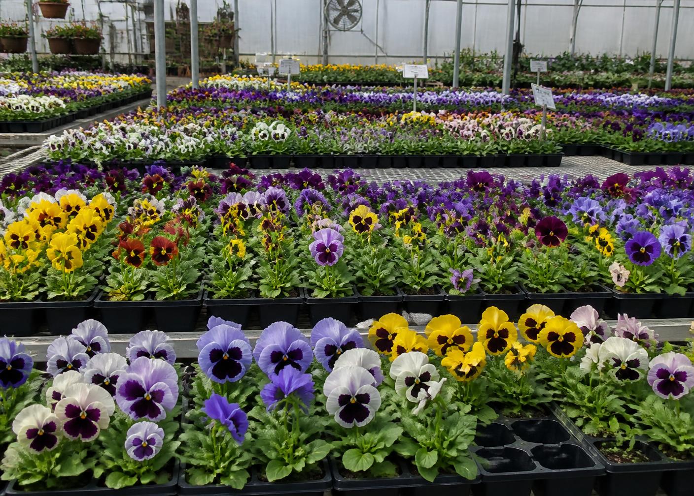 Bancali di viole del pensiero di tanti colori in serra presso la Floricoltura Sala Angelo