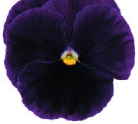 Viola del pensiero fiore grande Violetto