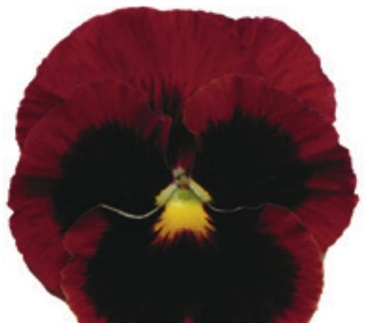 Viola del pensiero fiore grande Rosso occhio
