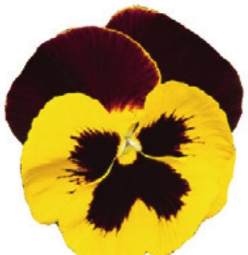 Viola del pensiero fiore grande Bicolore giallo rosso