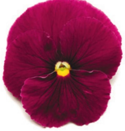 Viola del pensiero fiore grande Rosa