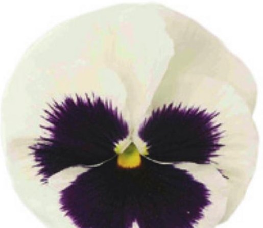 Viola del pensiero fiore grande Bianco occhio