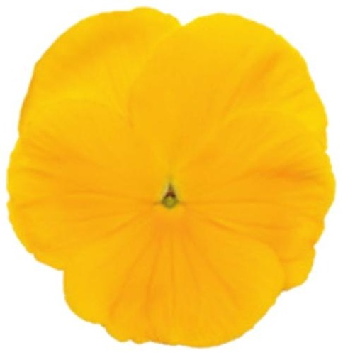 Viola del pensiero fiore grande Giallo puro